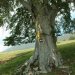 Buchen am Gardasee, auf dem Monte-Baldo-Kamm (2005)